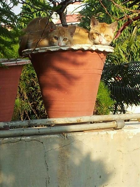 Kittens in pot